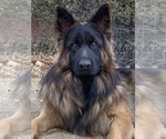 Small #8 Breeder Profile image