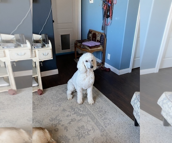 Medium Photo #10  Breeder Profile in PEYTON, CO, USA