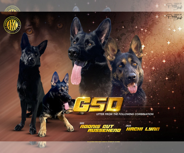 Medium Photo #1  Breeder Profile in DOWNEY, CA, USA