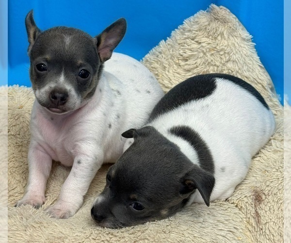 Medium Photo #25  Breeder Profile in WHITAKERS, NC, USA