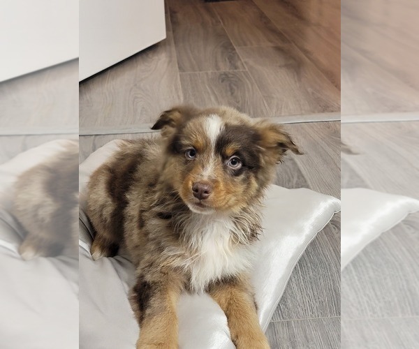 Medium Photo #1  Breeder Profile in MOUNT VERNON, OH, USA