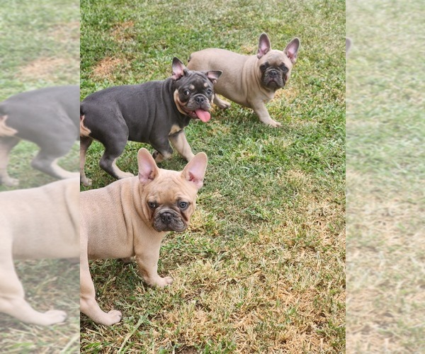 Medium Photo #1  Breeder Profile in SORRENTO, LA, USA