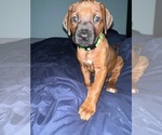Small #48 Breeder Profile image