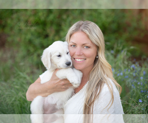 English Cream Golden Retriever Dog Breeder in CAMINO,  USA