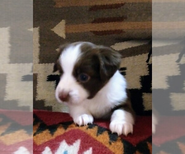 Medium Photo #12  Breeder Profile in SEVERY, KS, USA