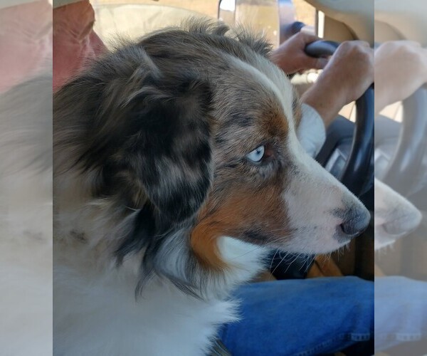 Medium Photo #3  Breeder Profile in SEVERY, KS, USA