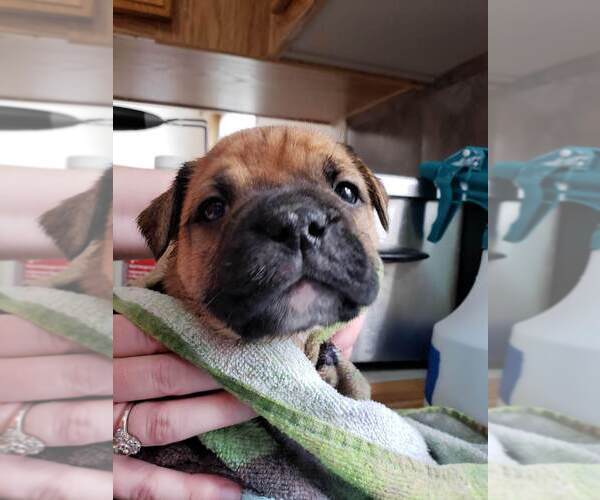 Medium Photo #17  Breeder Profile in FORSYTH, MT, USA