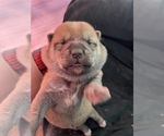 Small #8 Breeder Profile image