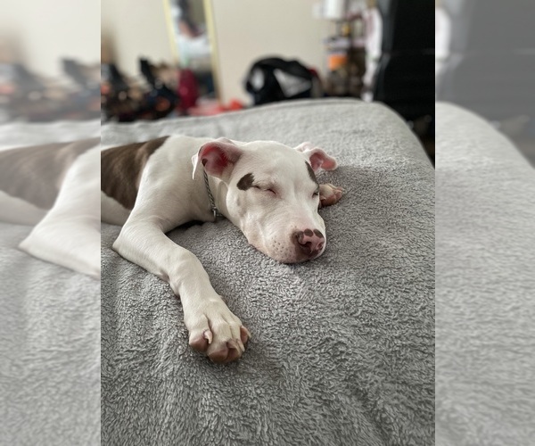Medium Photo #1  Breeder Profile in ATLANTA, GA, USA