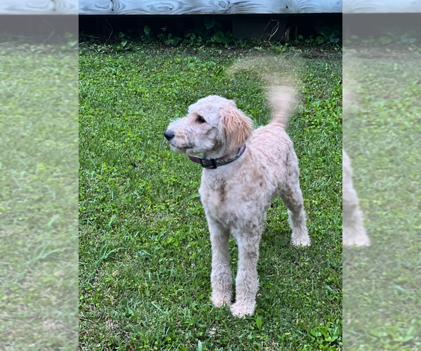 Medium Photo #5  Breeder Profile in DRESDEN, TN, USA