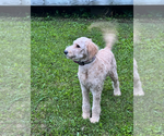 Small #4 Breeder Profile image
