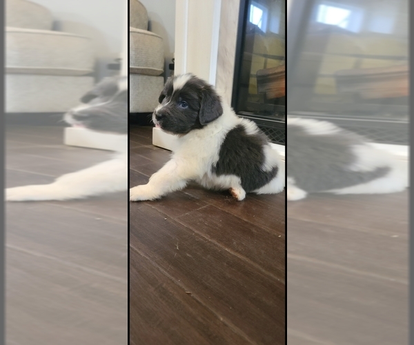 Medium Photo #47  Breeder Profile in TILTON, IL, USA
