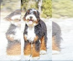 Small #13 Breeder Profile image