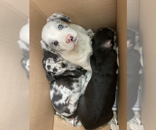 Medium Photo #14  Breeder Profile in MOUNT PLEASANT, IA, USA