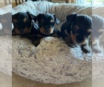 Small #1 Breeder Profile image