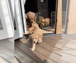 Small #5 Breeder Profile image
