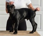 Small #2 Breeder Profile image