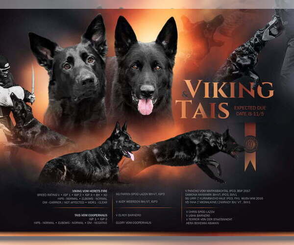 Medium Photo #1  Breeder Profile in WALNUT CREEK, CA, USA