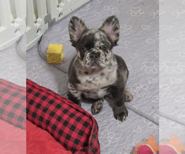 Medium Photo #1  Breeder Profile in NEWPORT NEWS, VA, USA