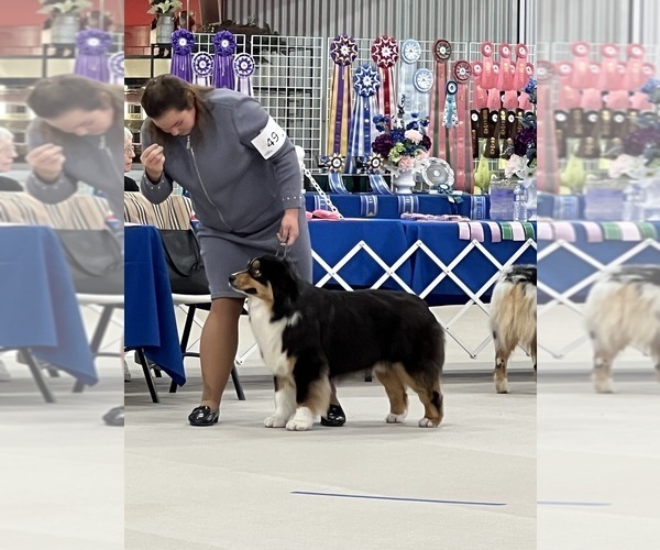 Medium Photo #7  Breeder Profile in BALLSTON LAKE, NY, USA