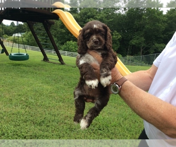 Medium Photo #1  Breeder Profile in PATRICK SPRINGS, VA, USA