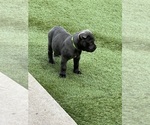 Small Photo #3  Breeder Profile in JOLIET, IL, USA