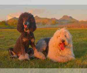 Sheepadoodle Dog Breeder near MERIDIAN, CA, USA