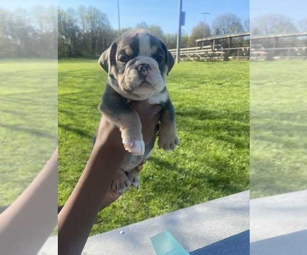 Medium Photo #1  Breeder Profile in BOWIE, MD, USA