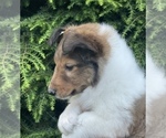 Small breeder photo