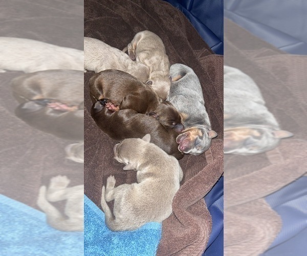 Medium Photo #14  Breeder Profile in CORRIGAN, TX, USA