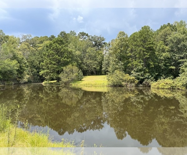 Medium Photo #19  Breeder Profile in BROOKHAVEN, MS, USA