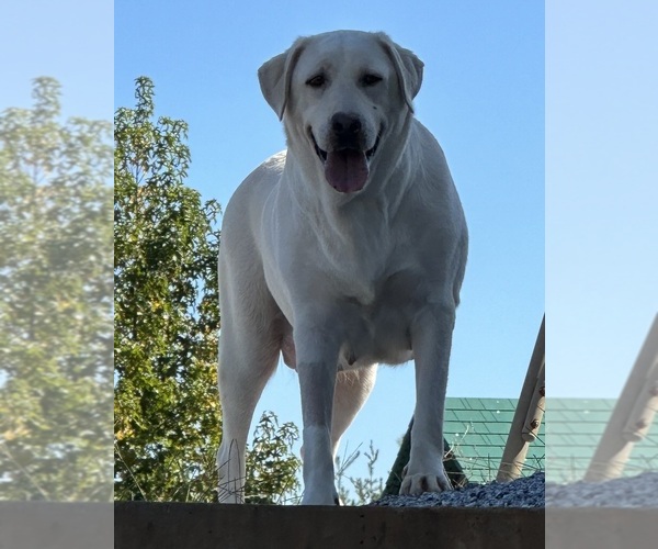 Medium Photo #1  Breeder Profile in COWPENS, SC, USA