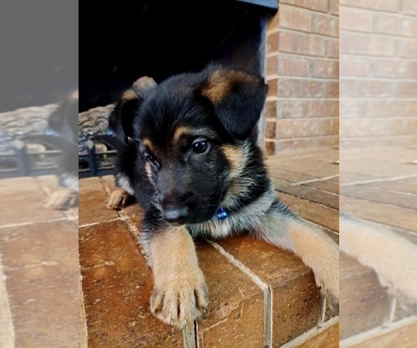 Medium Photo #1  Breeder Profile in JACKSONVILLE, TX, USA
