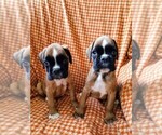 Small breeder photo