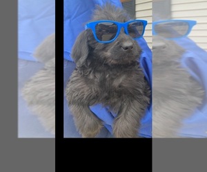 Main photo of Labradoodle Dog Breeder near SOUTH SHORE, KY, USA