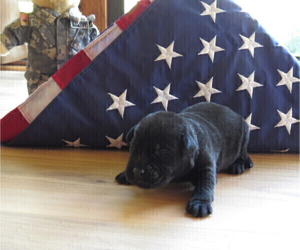 Medium Photo #10  Breeder Profile in ELIZABETH, WV, USA