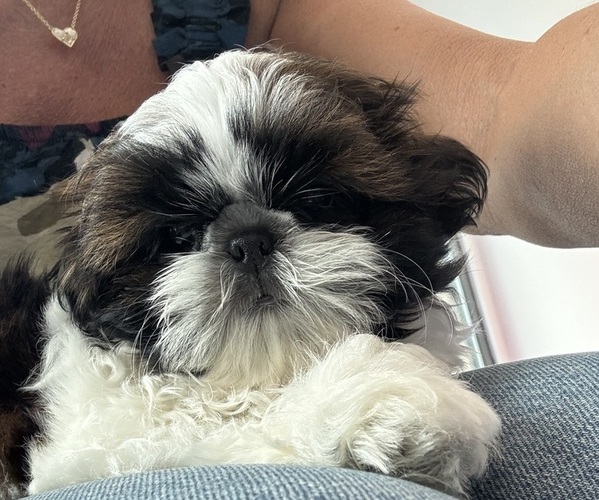 Medium Photo #13  Breeder Profile in MERRITT ISLAND, FL, USA