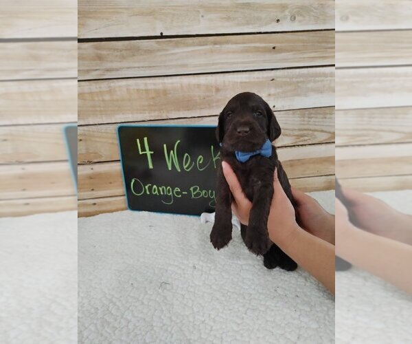 Medium Photo #1  Breeder Profile in OCEANSIDE, CA, USA