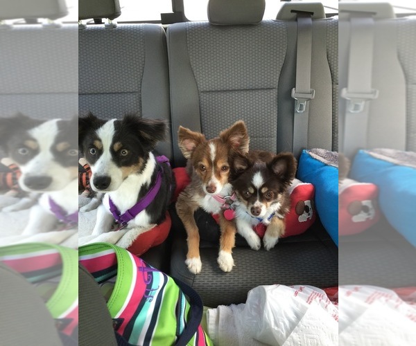 Medium Photo #7  Breeder Profile in GREENVILLE, GA, USA