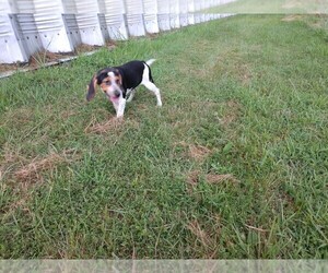 Black and Tan Coonhound Dog Breeder near EWING, IL, USA