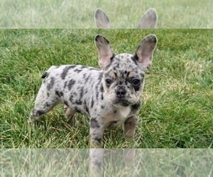 Main photo of French Bulldog Dog Breeder near SUGARCREEK, OH, USA