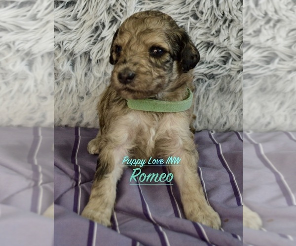 Medium Photo #6  Breeder Profile in POST FALLS, ID, USA