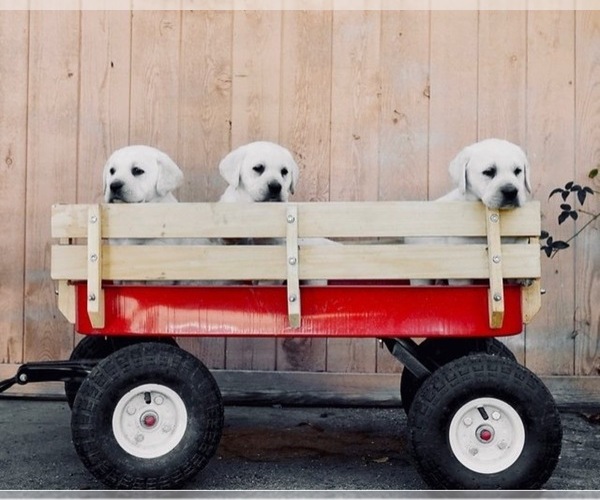 Medium Photo #13  Breeder Profile in PAUMA VALLEY, CA, USA