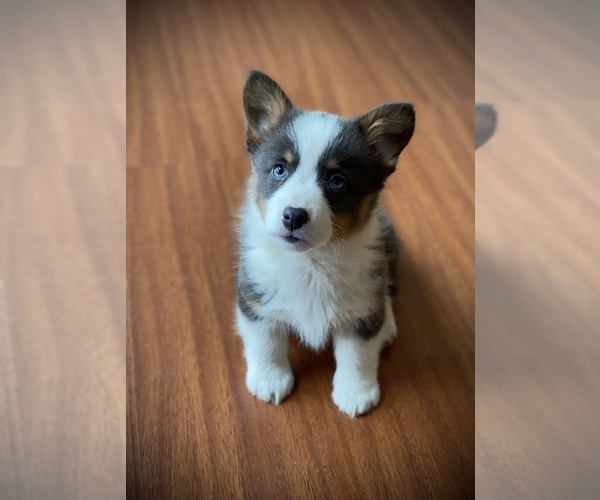 Medium Photo #11  Breeder Profile in WOODLAND, WA, USA