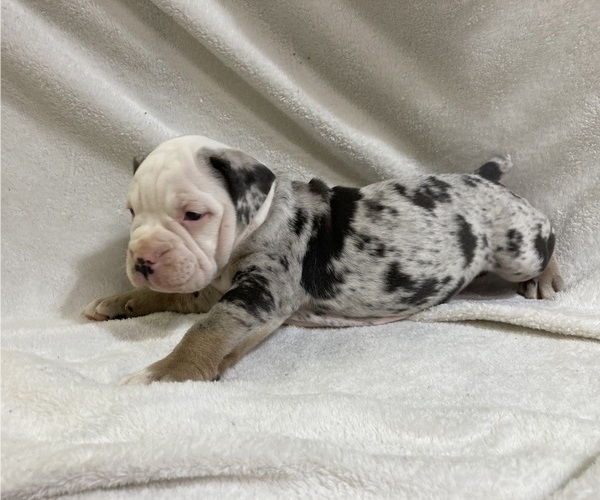 Medium Photo #43  Breeder Profile in CHETEK, WI, USA