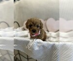 Small #9 Breeder Profile image