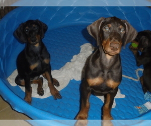 Doberman Pinscher Dog Breeder near QUEEN CREEK, AZ, USA