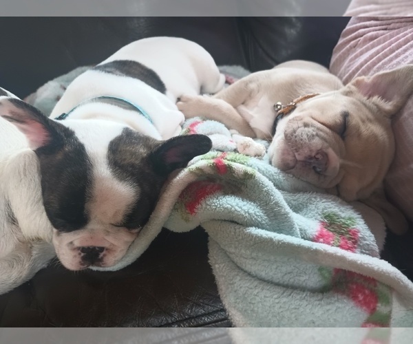 Medium Photo #3  Breeder Profile in MOSS BEACH, CA, USA