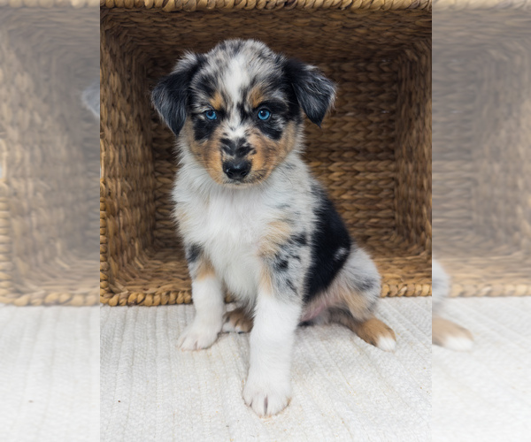 Medium Photo #1  Breeder Profile in UNIONVILLE, IA, USA