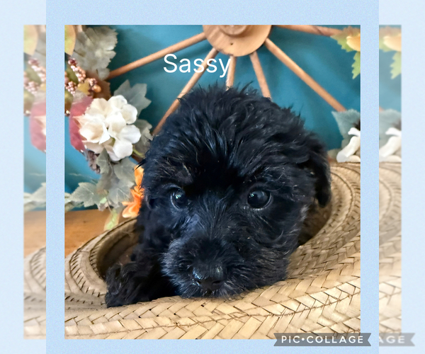 Medium Photo #13  Breeder Profile in BENNINGTON, IN, USA